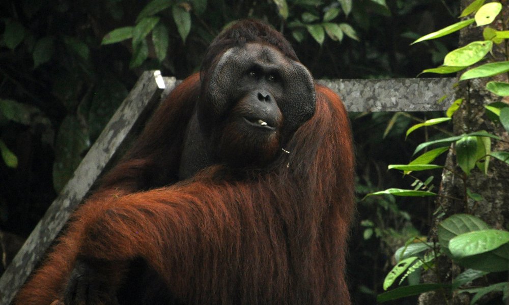 Orangutan