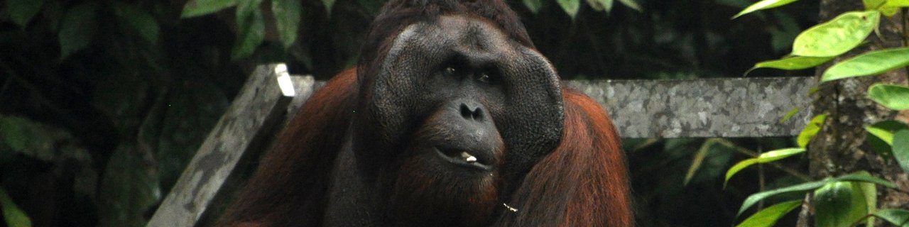 Borneo XL, za družine