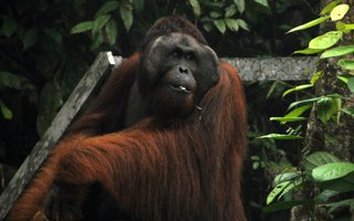 Orangutan