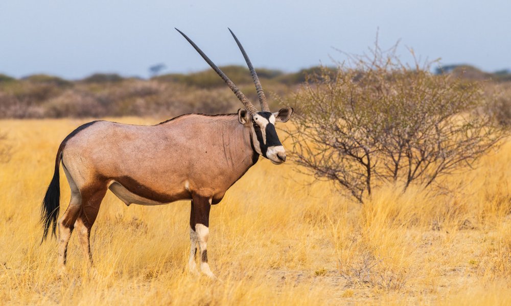 Bocvana, z jeepi - 10022.jpg