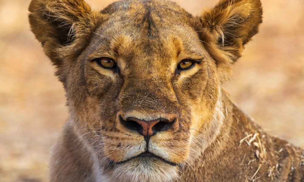 Bocvana, z jeepi - 10030.jpg