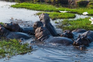 Bocvana, z jeepi - 10032.jpg