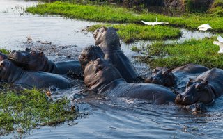 Bocvana, z jeepi - 10032.jpg