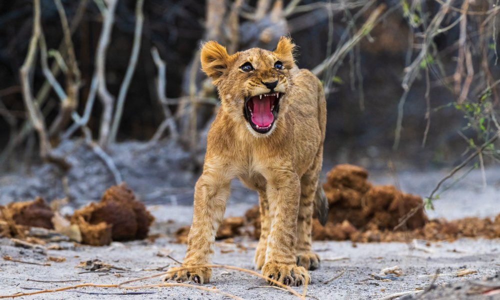 Bocvana, z jeepi - 10036.jpg