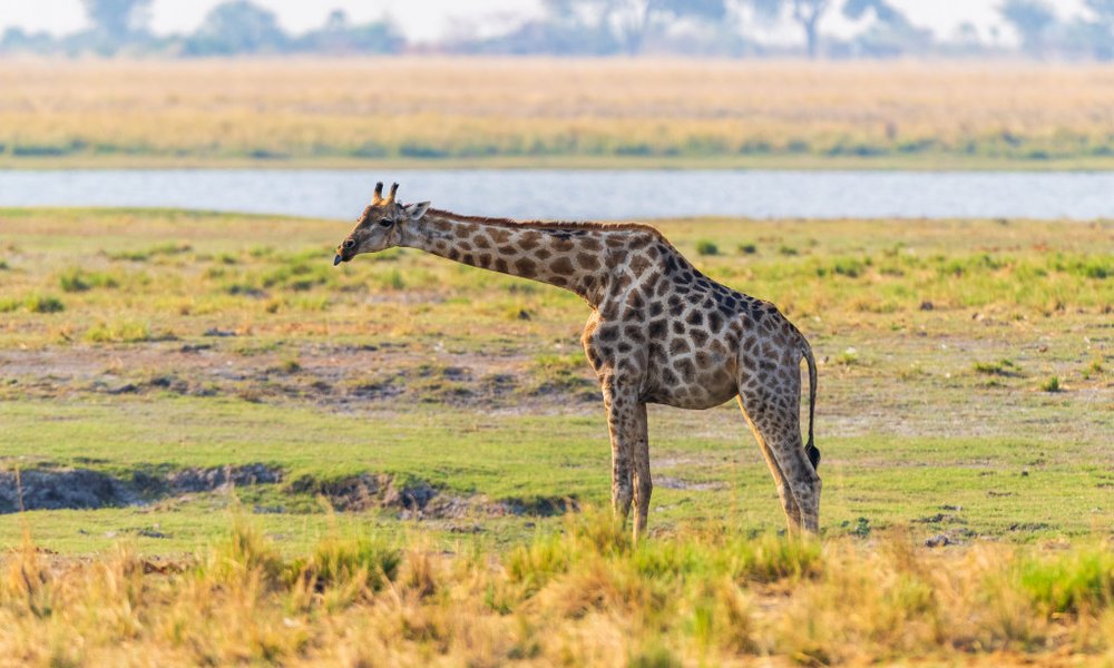 Bocvana, z jeepi - 10049.jpg