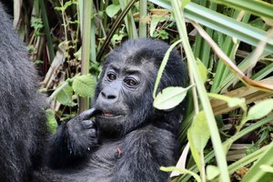 Kongo, Ruanda in Uganda - 10281.jpg