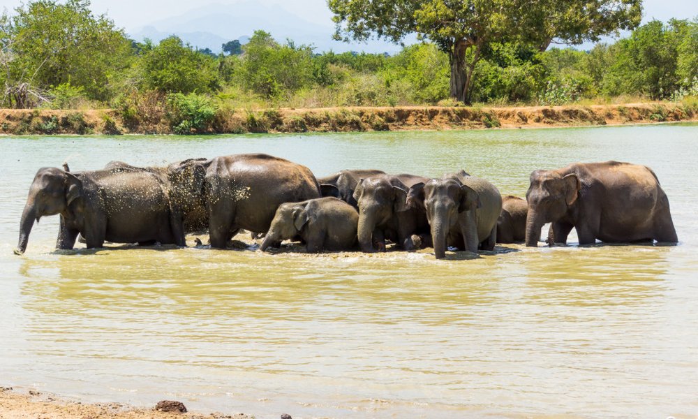 Šri Lanka in Maldivi, za družine - 10396.jpg