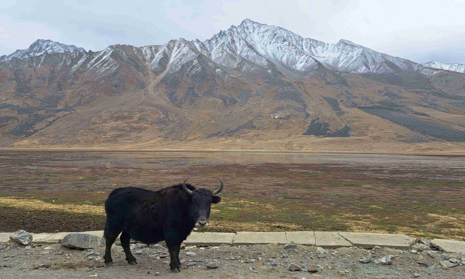 Prelaz Shandur 3800 m & gorsko govedo.