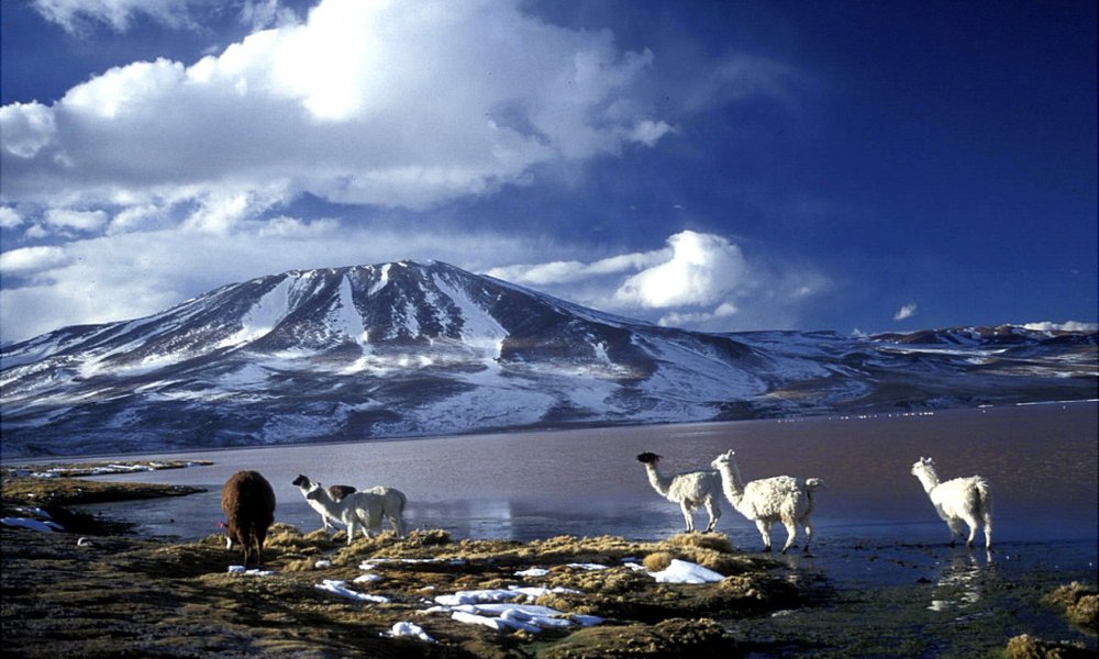 Lame in Laguna Colorada