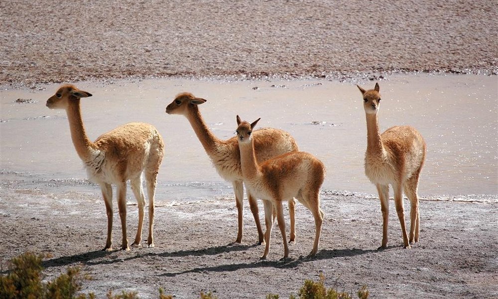 Divje in plašne vikunje