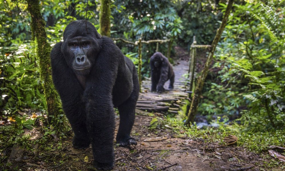Srečanje z gorskimi gorilami je nepozabno