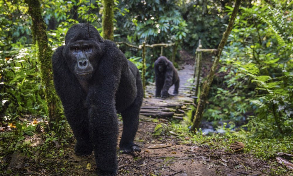 Srečanje z gorskimi gorilami je nepozabno