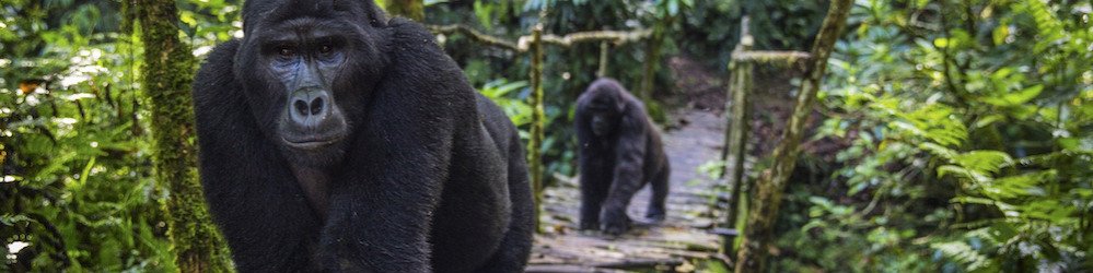 Uganda in Tanzanija, z Zanzibarjem