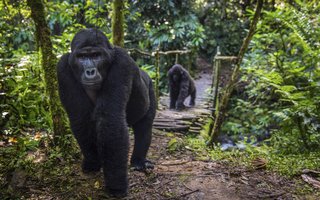 Srečanje z gorskimi gorilami je nepozabno
