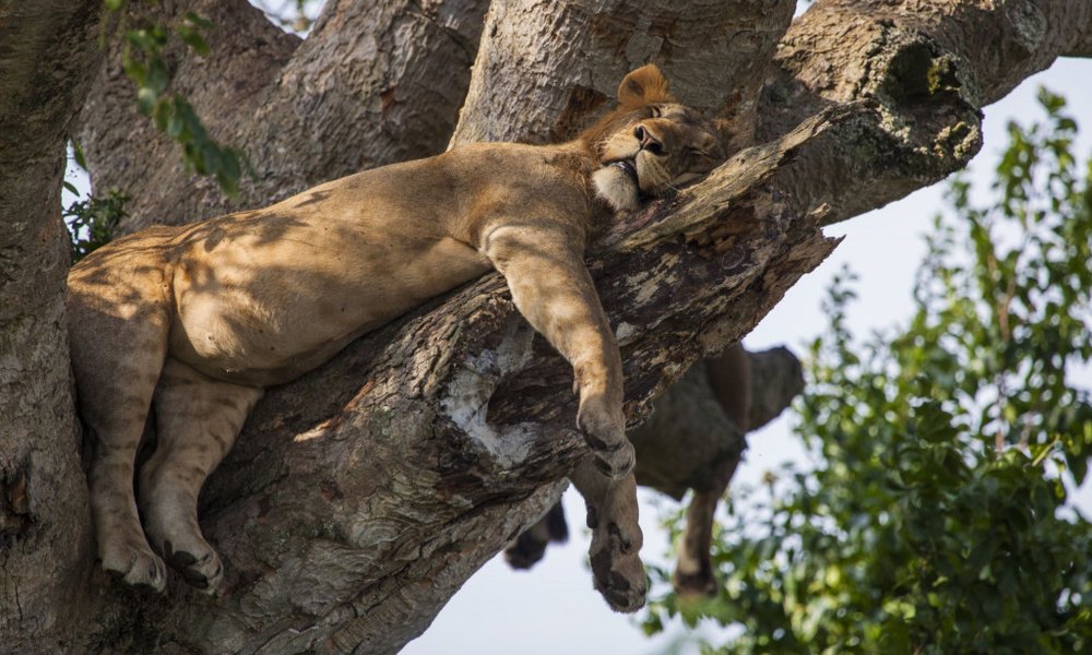 Leve v Queen Elizabeth NP večkrat najdemo na drevesih