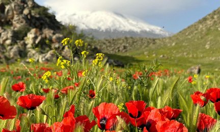 Mak in gora Ararat