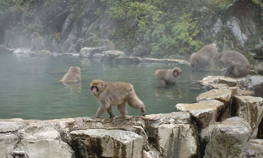 Japonska, podeželje - 12043.jpeg