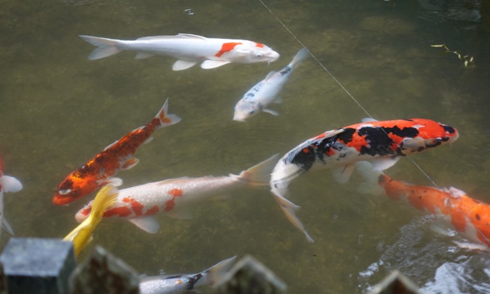 Japonska, podeželje - 12044.jpeg