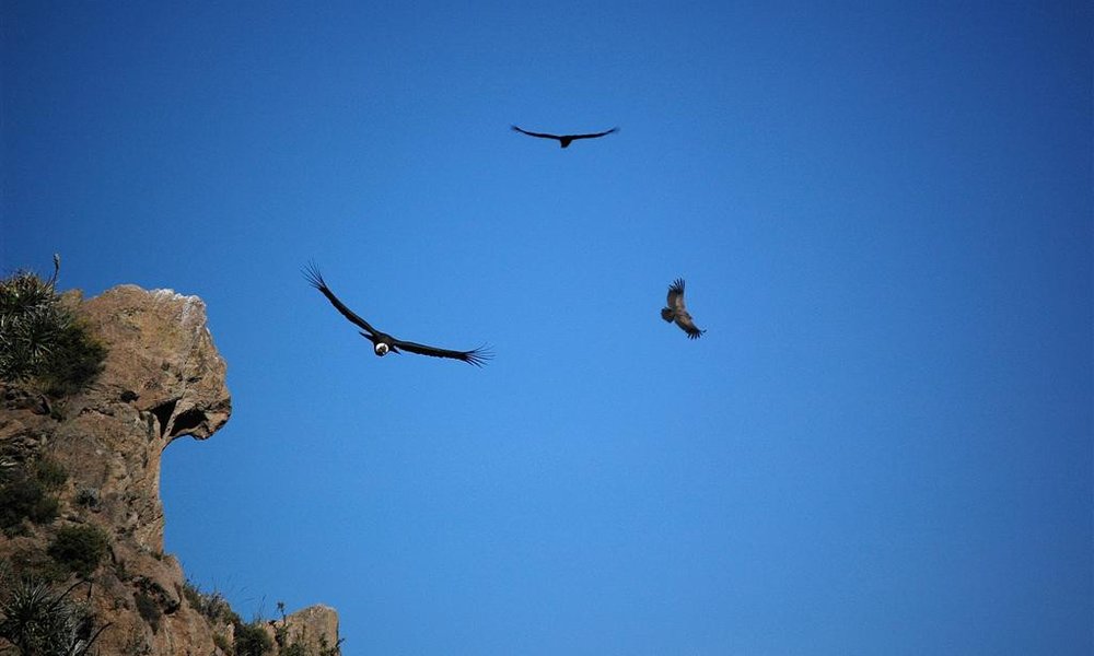 Kondorji nad kanjonom Colca