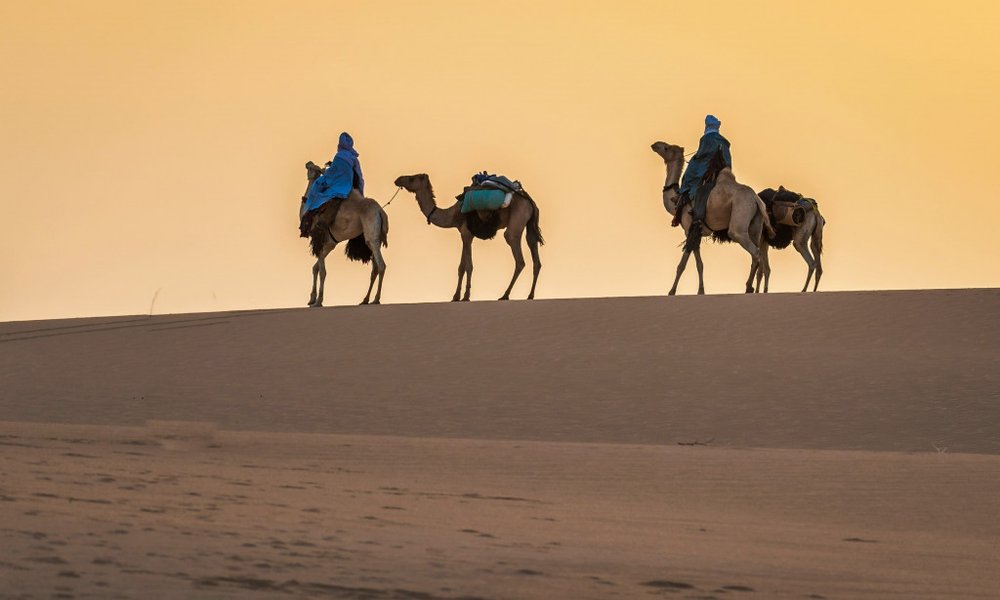 Kamelja karavana na poti