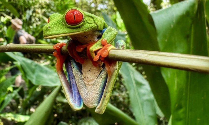 Zelenooka drevesna žabica