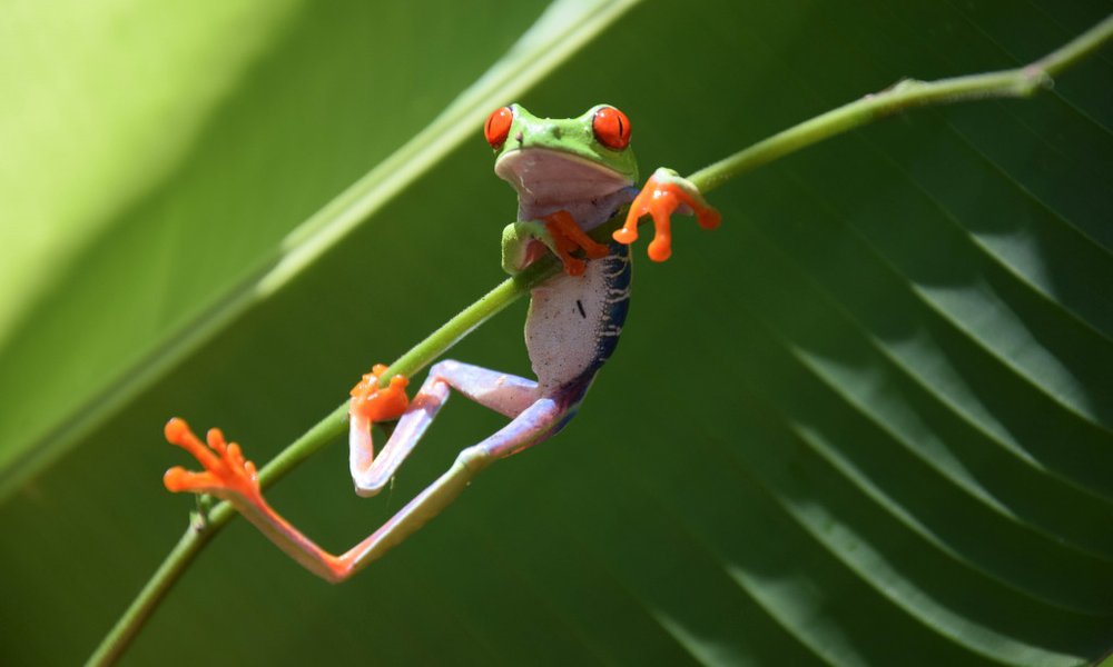 Kostarika - 12221.JPG