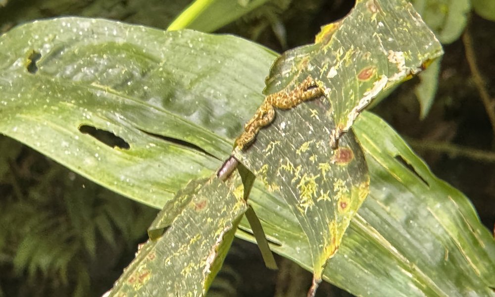 Kostarika - 12229.jpg