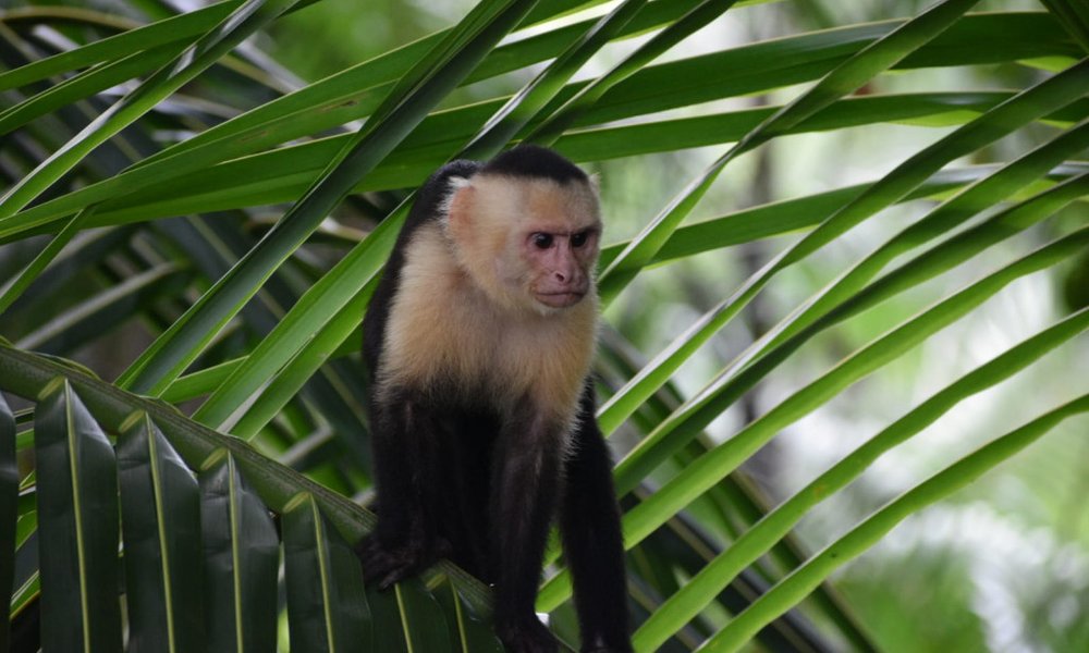 Kostarika - 12230.JPG