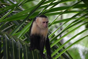 Kostarika in Panama - 12254.JPG