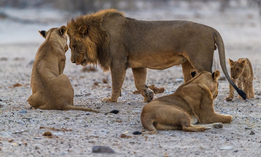 Bocvana, udobna safari avantura - 12283.jpg