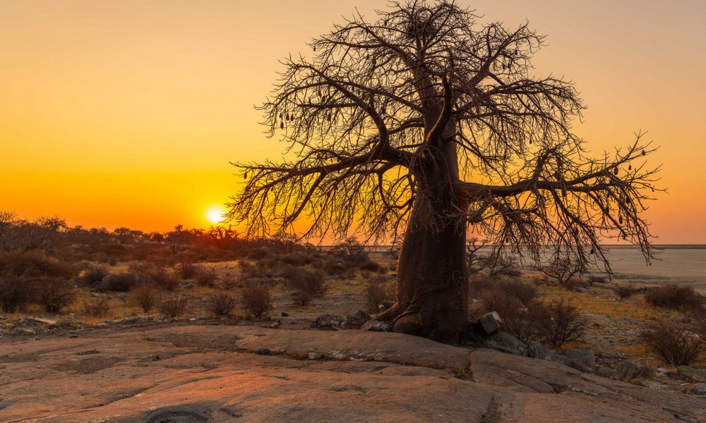 Bocvana, udobna safari avantura - 12284.jpg