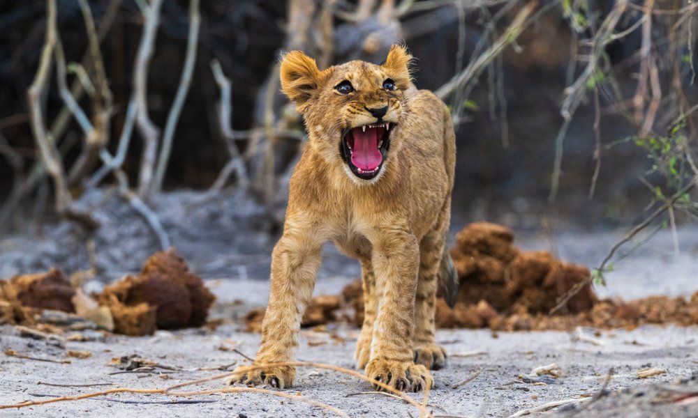 Bocvana, udobna safari avantura - 12286.jpg