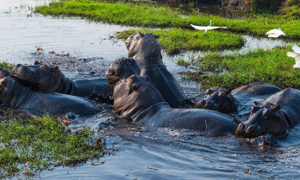 Bocvana, udobna safari avantura - 12288.jpg
