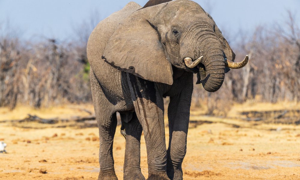 Bocvana, udobna safari avantura - 12291.jpg