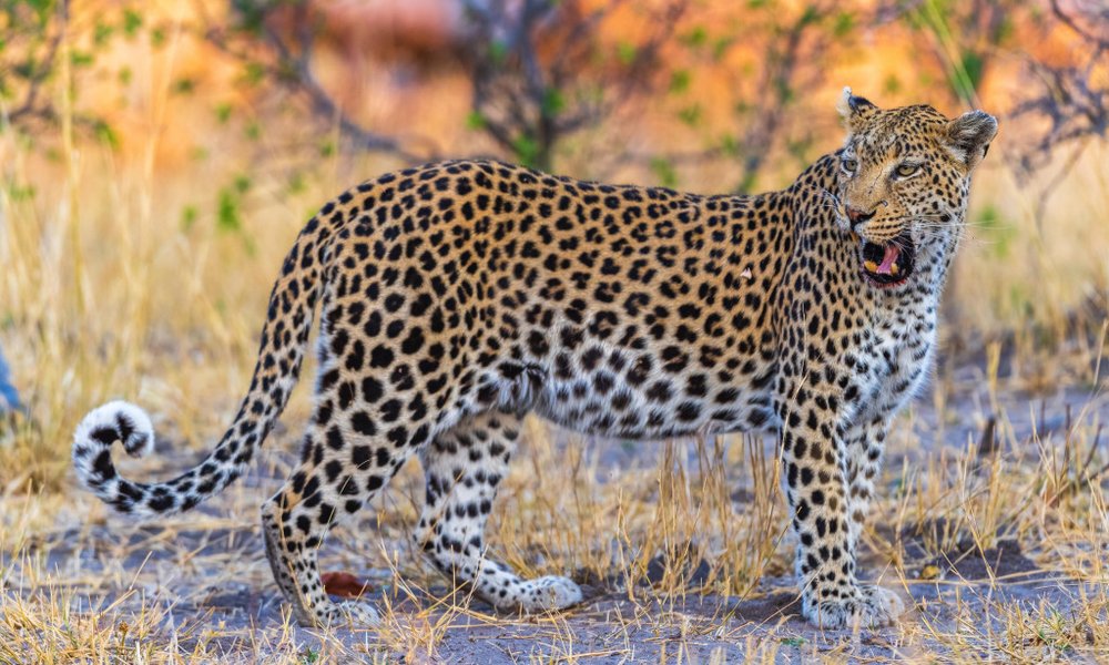 Bocvana, udobna safari avantura - 12293.jpg