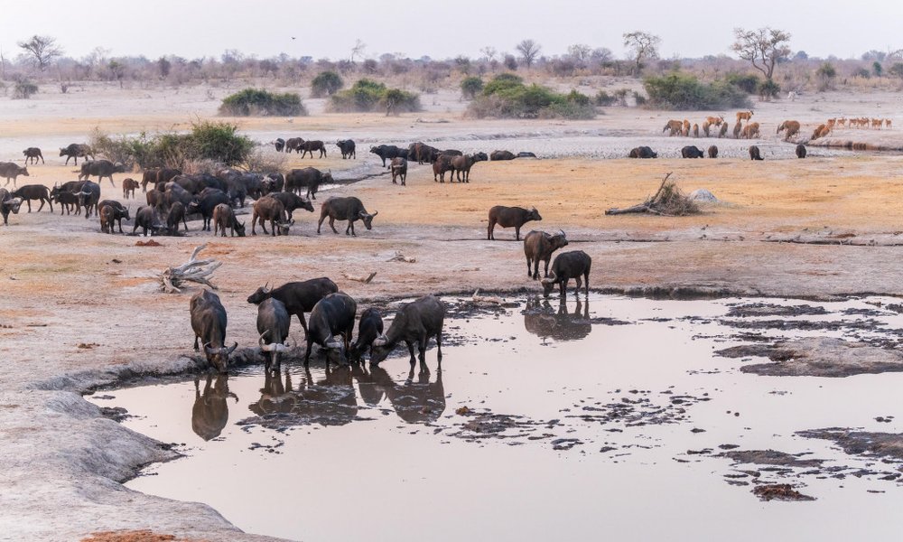 Bocvana, udobna safari avantura - 12295.jpg