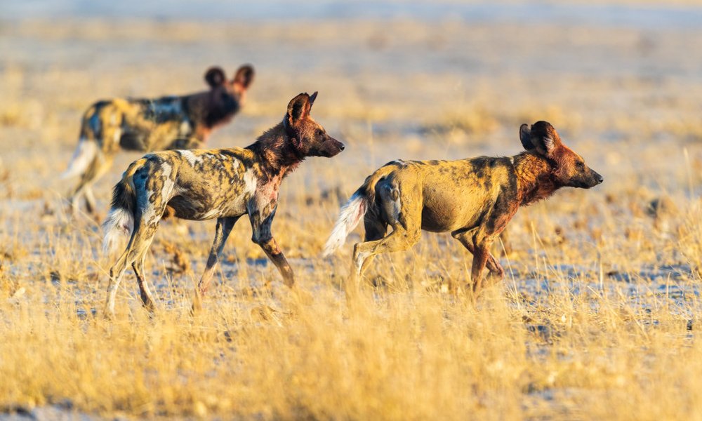 Bocvana, udobna safari avantura - 12296.jpg