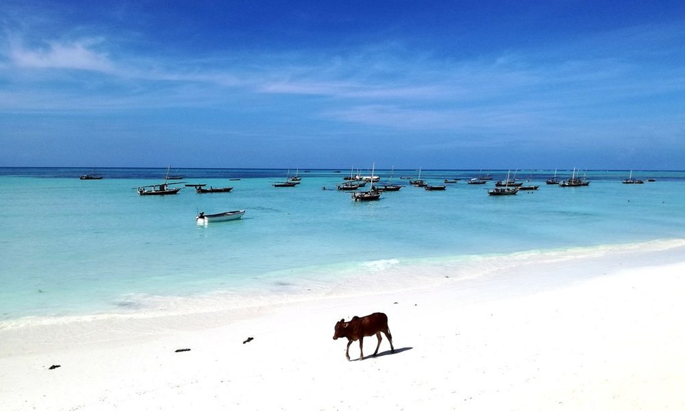 Tanzanija za družine: safari in Zanzibar - 12308.jpg