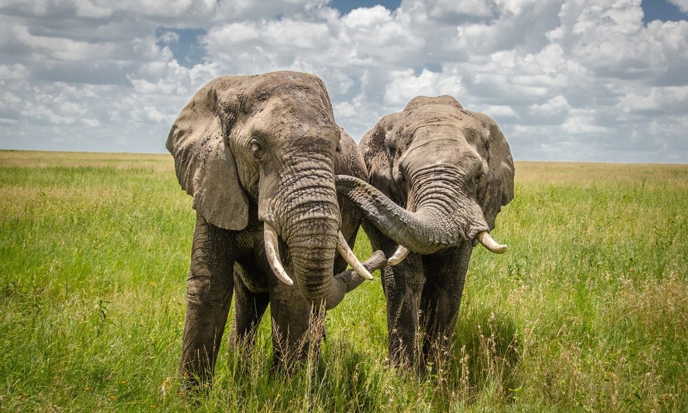 Tanzanija za družine: safari in Zanzibar - 12315.jpg