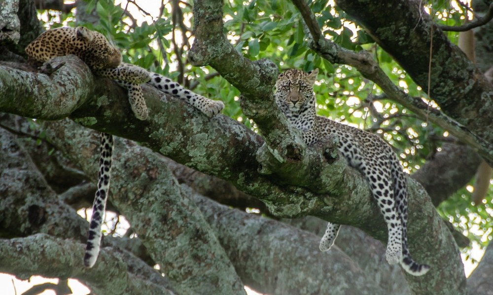 Tanzanija za družine: safari in Zanzibar - 12316.jpg