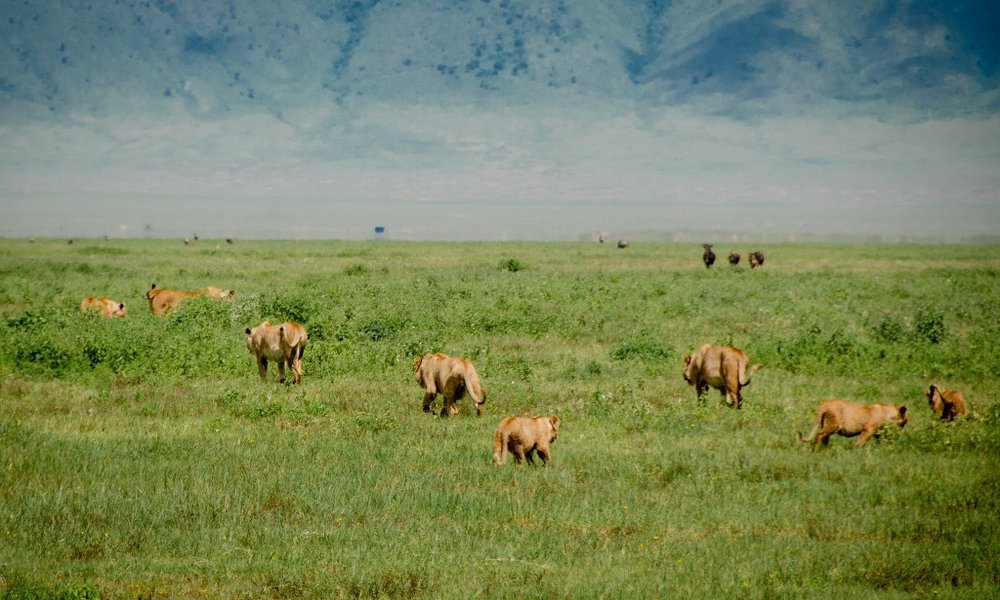 Tanzanija za družine: safari in Zanzibar - 12317.jpg