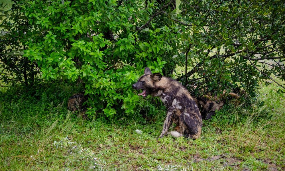 Tanzanija za družine: safari in Zanzibar - 12318.jpg
