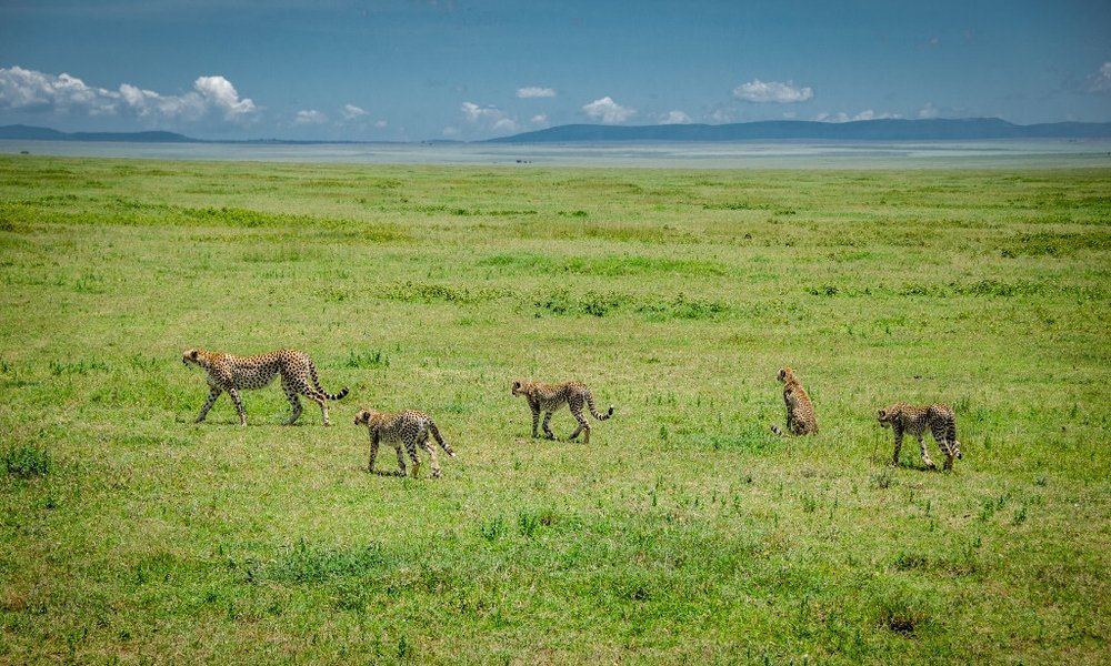Tanzanija za družine: safari in Zanzibar - 12319.jpg