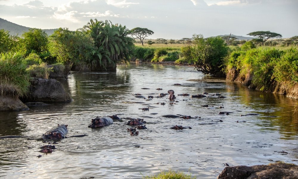 Tanzanija za družine: safari in Zanzibar - 12320.jpg