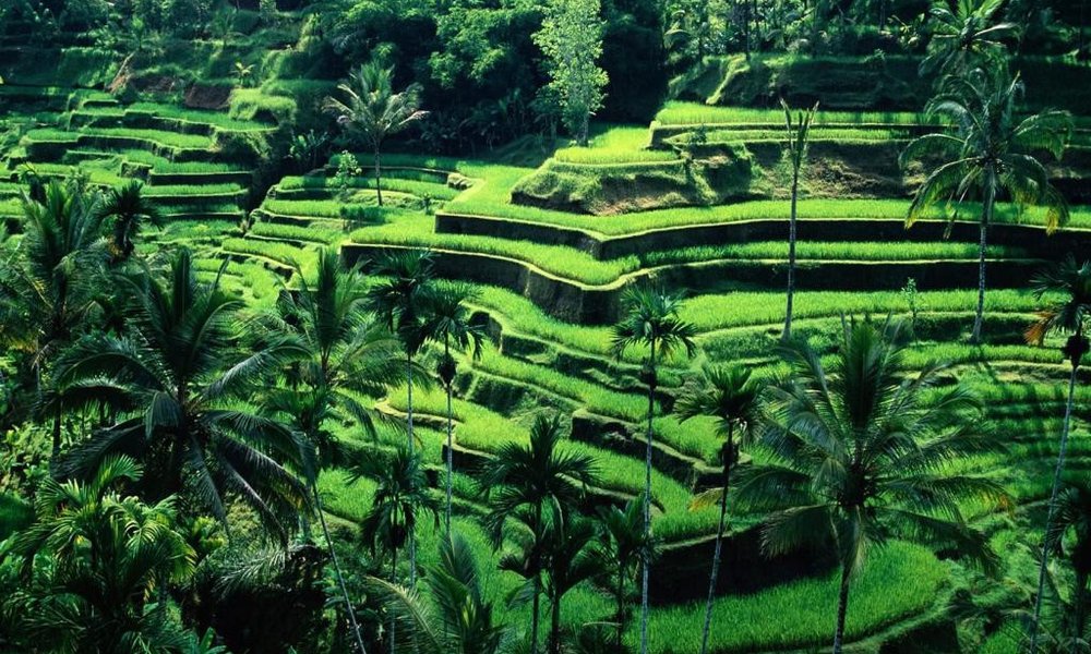 Riževe terase z Balija
