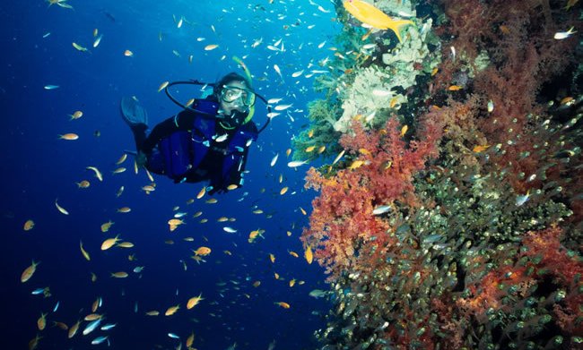 Pisani podvodni svet Indonezije