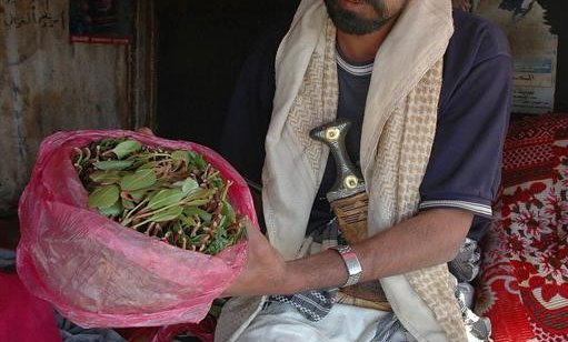 Vse v Jemnu je podrejeno tejle rastlinici - katu