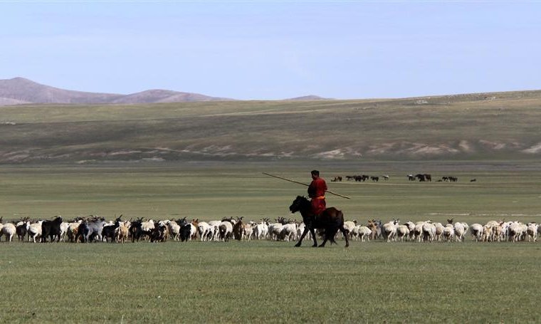 Vsak večer je potrebno konje spravit s paše domov