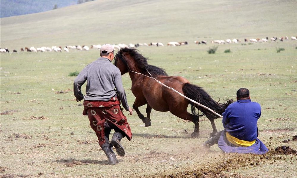 Lovljenje in ujahavanje konj