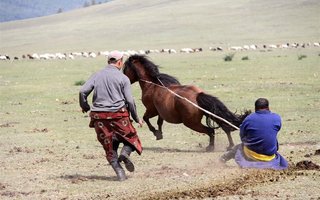 Lovljenje in ujahavanje konj